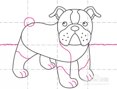 如何画斗牛犬