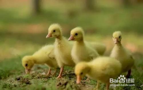 小鸭子的喂养方法