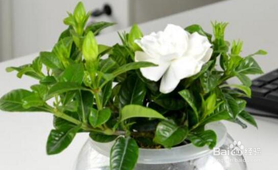 刚买回来的栀子花怎么水养?