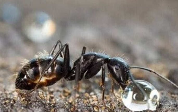 蚂蚁智商相当于人类多少岁