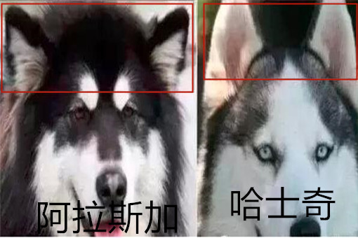 阿拉斯加和哈士奇有什么区别