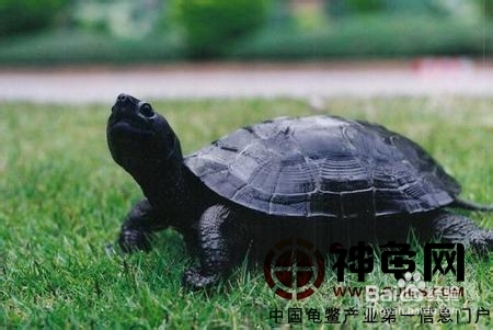 黑颈龟的简介，黑颈乌龟的养殖，广东草龟的繁殖