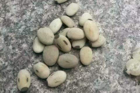 白玉菩提和菩提根的区别图片