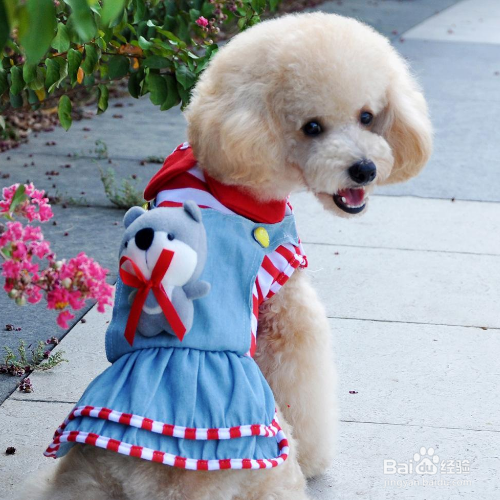 给狗狗穿衣服要注意什么？