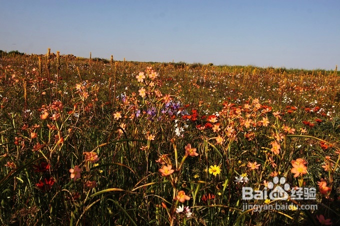 [转载]南非之旅3：纳玛夸兰（Namaqualand）花海