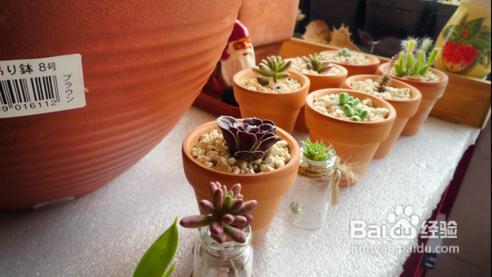 冬天来了，阳台变大棚。