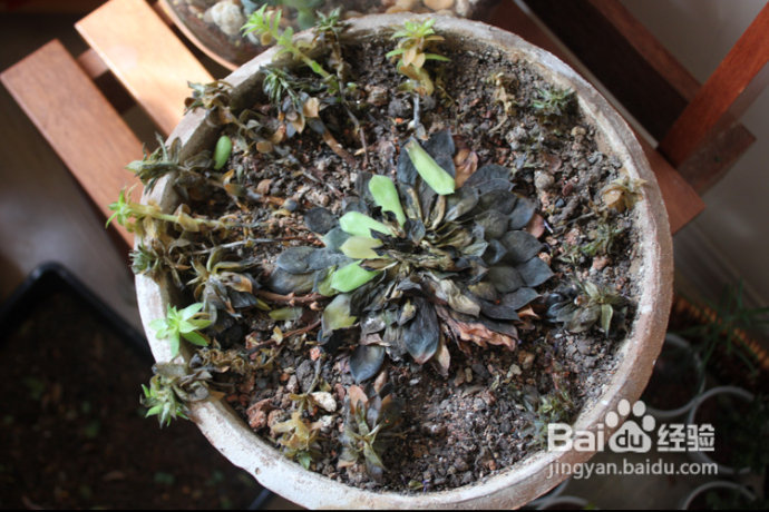 三伏天，损失惨重