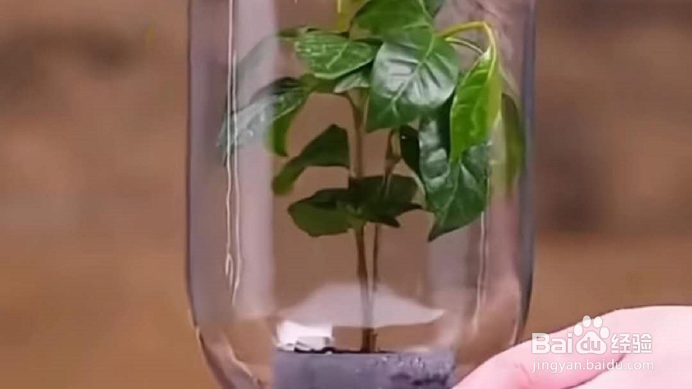 养的植物枯萎，不精神了，如何做？