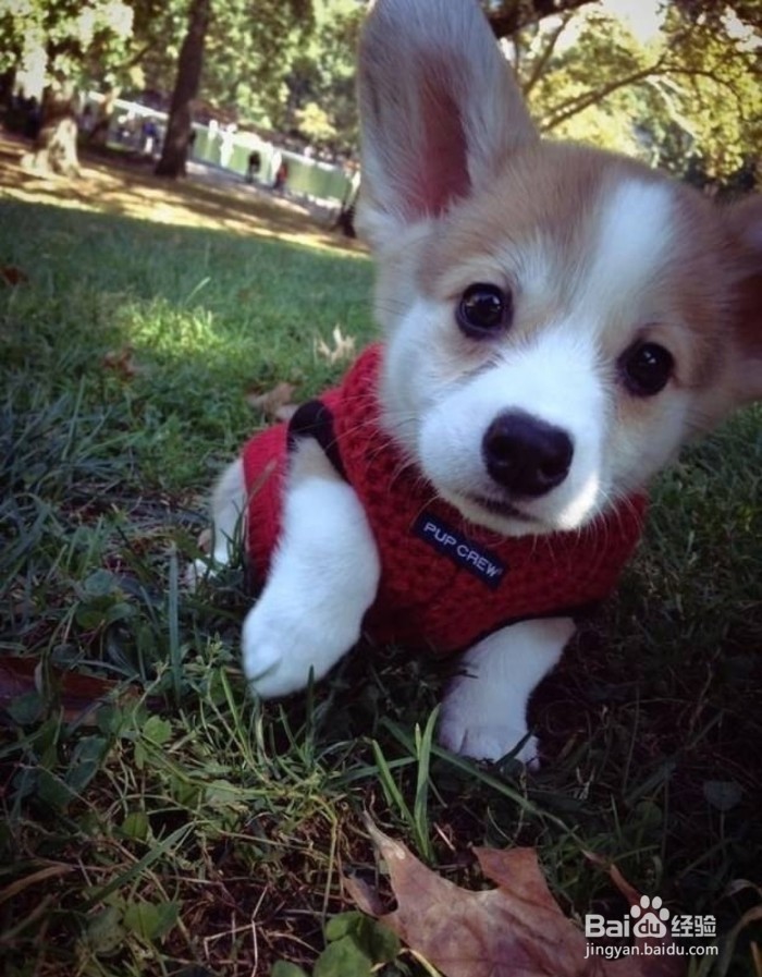 柯基犬掉毛怎么办，两分钟解决你的烦恼~