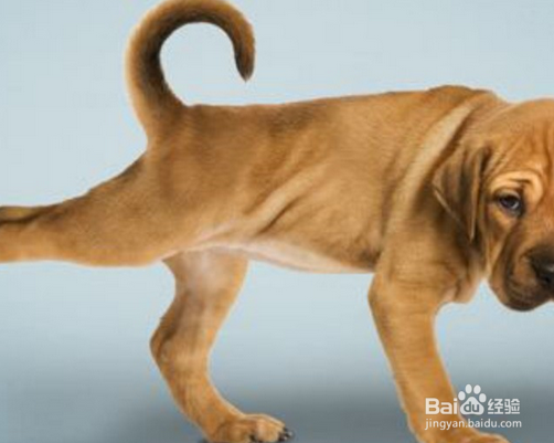 养小狗的小细节