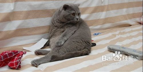 英国短毛猫简单行为平时如何训练？