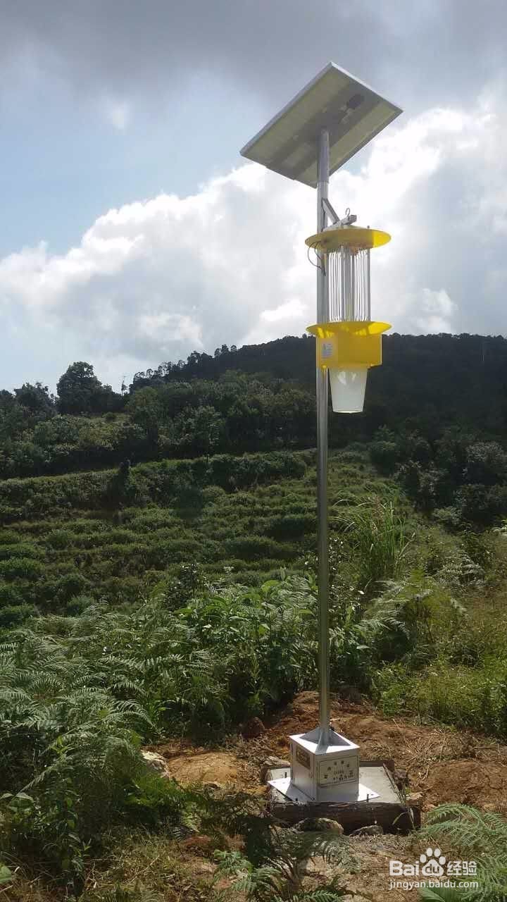 茶叶灭虫灯为何在茶园害虫防治中更受茶农喜爱?