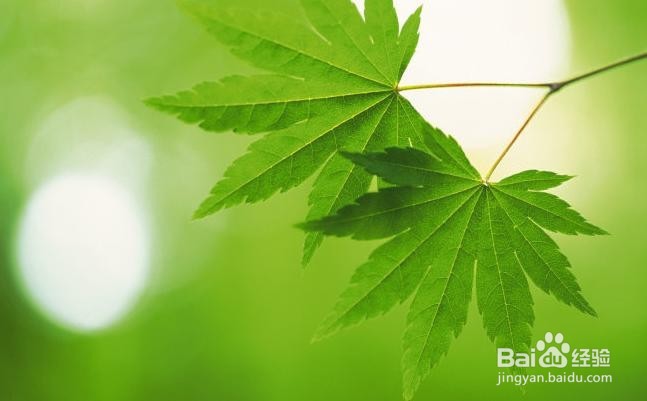 “皮”到底该不该去