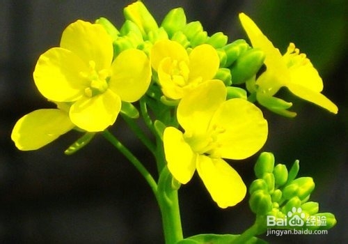 男性肾阴虚可以吃桂圆吗?