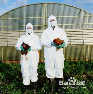 如何预防人感染禽流感