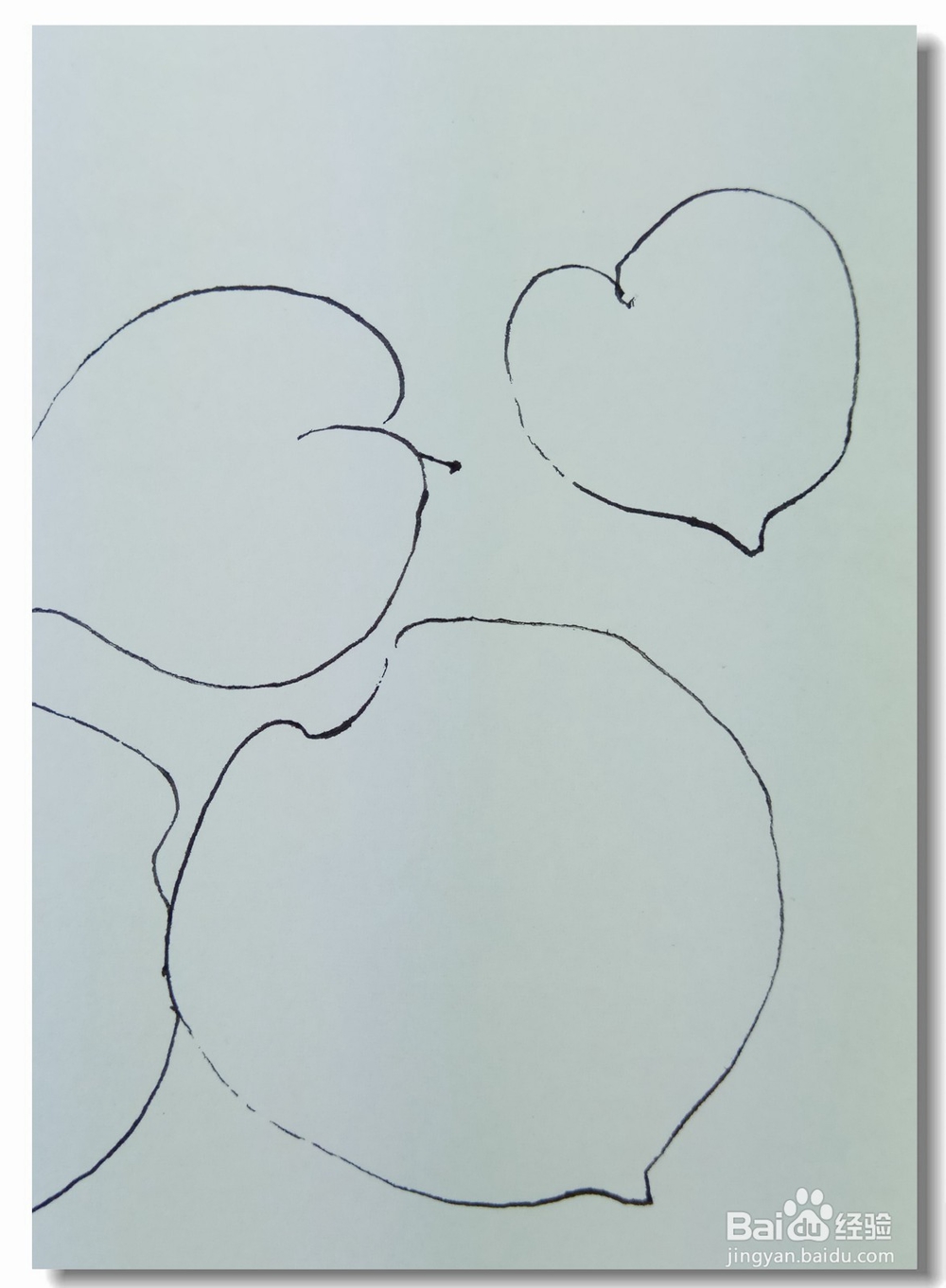 怎样画钢笔画“猕猴桃的叶子”?