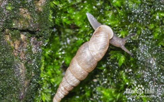 花盆里有好多烟管螺需不需要清除？怎么清除？