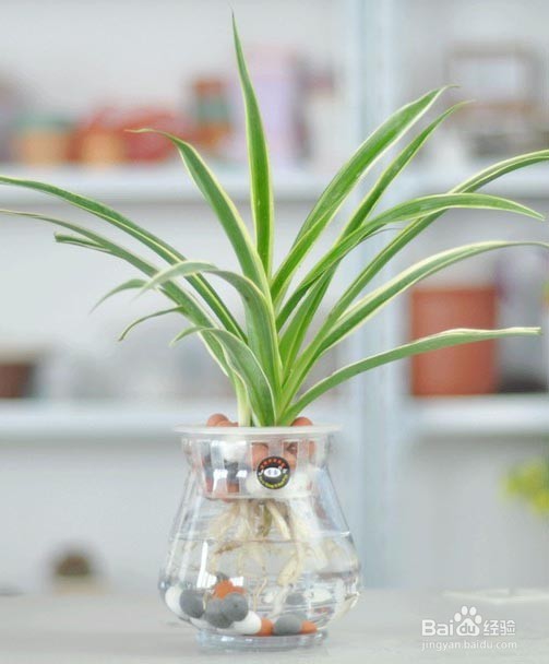 植物水培的注意事项