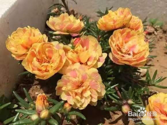 养花别乱换盆，否则黄叶枯萎不开花，越长越差