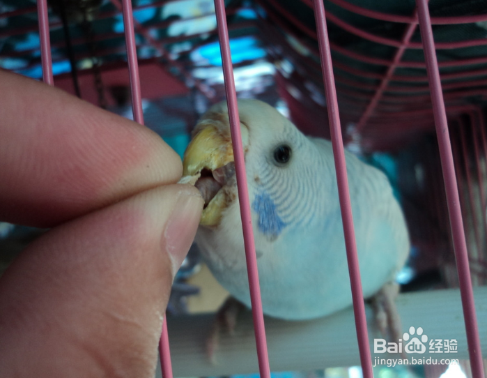 虎皮鹦鹉感冒的处理方法!