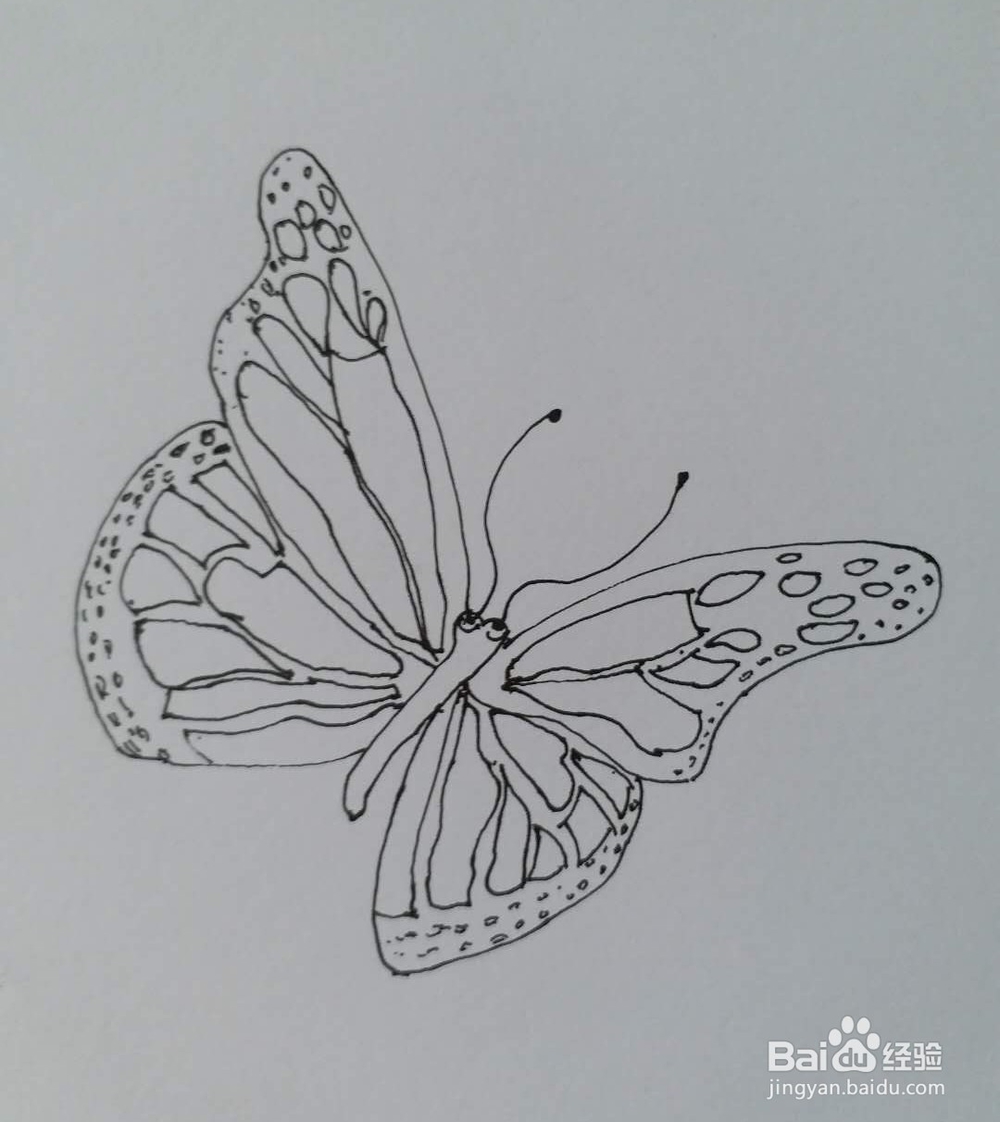 蝴蝶的简笔画1