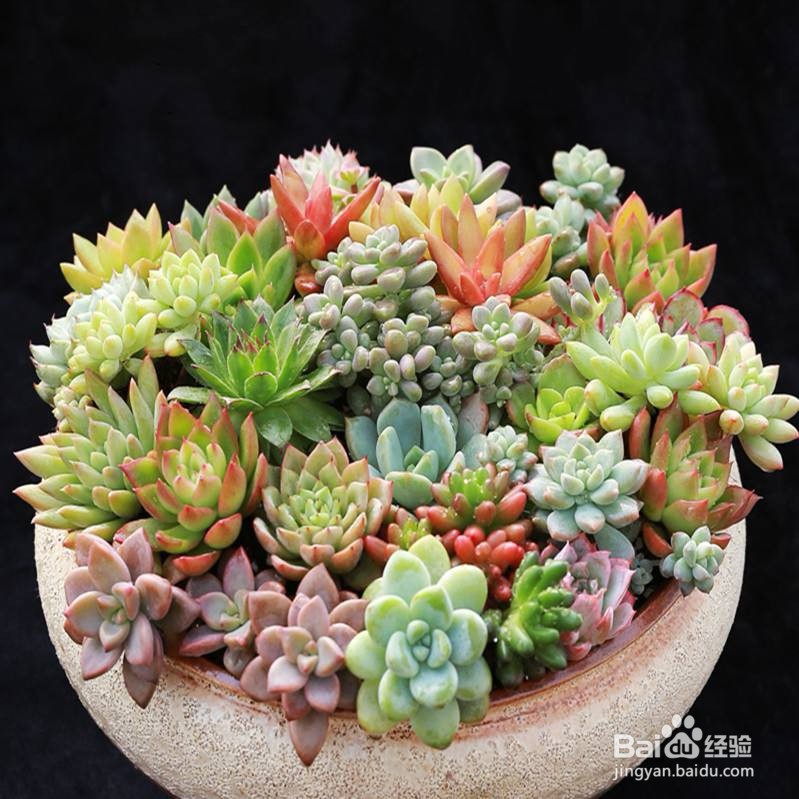 新手怎么养多肉植物？