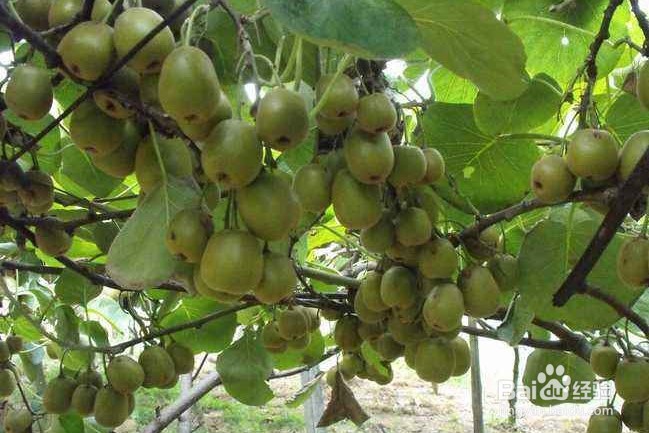 怎样保存猕猴桃？