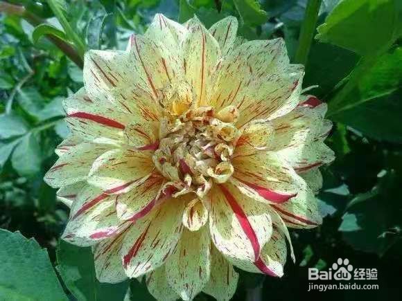 3种花现在养1盆，1个月就开花，一直开到12月