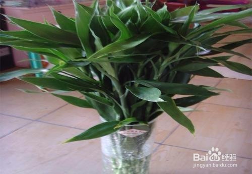 富贵竹杆发黄怎么办