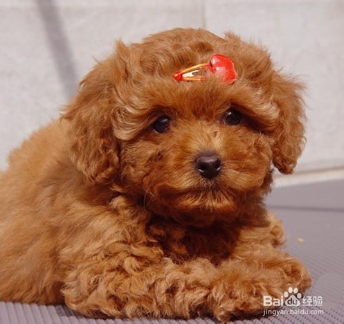 狗狗鼻子不黑怎么办？三个月小狗花鼻子怎么办？