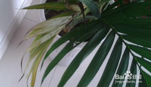 袖珍椰子叶子发黄怎么办