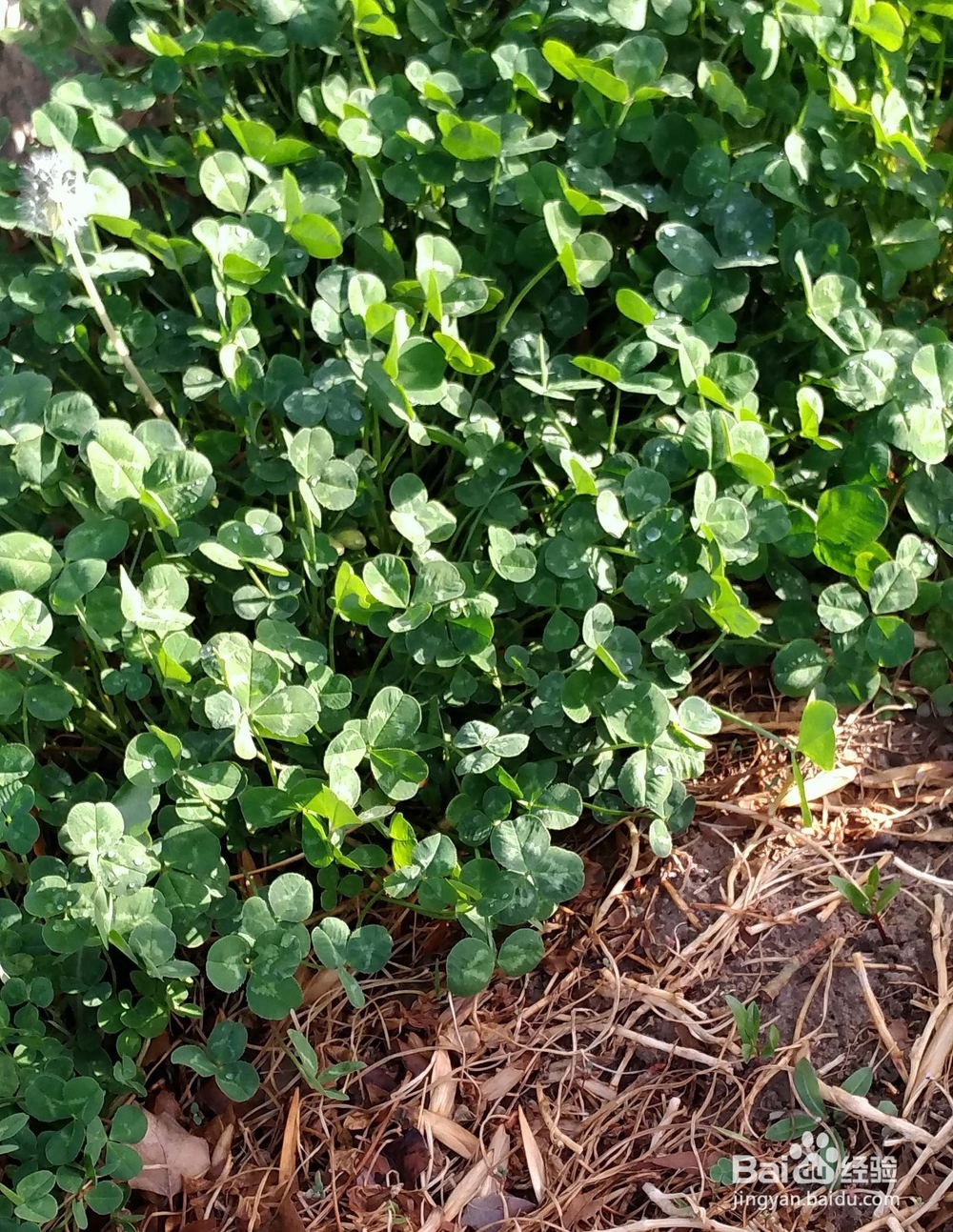 如何区分三叶草和苜蓿