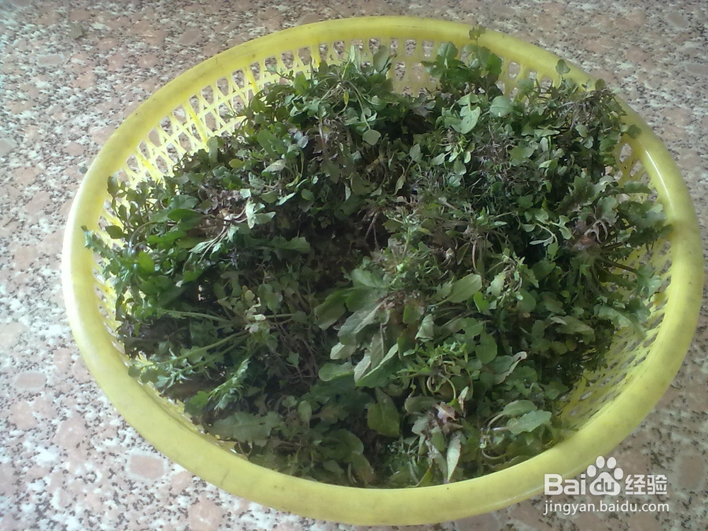 怎么选购到野生的荠菜