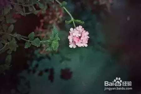 职场：宁愿装傻, 切莫聪明