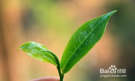 喝茶真的会导致缺钙吗?