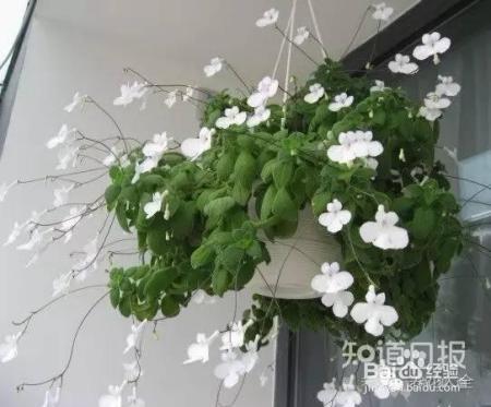 世界最美的8款垂吊花，看一眼就疯狂！