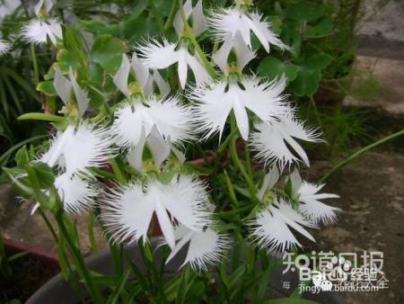 100种兰花品种图鉴，花开瞬间，艳冠群芳！