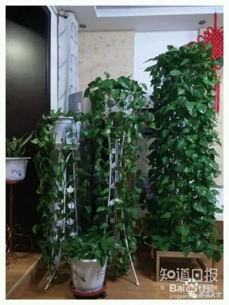 他养的花长到戳屋顶,咋养的