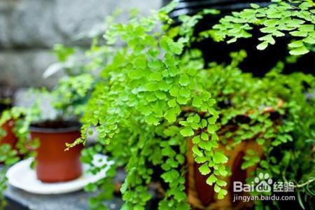 夏天来了,君子兰文竹富贵竹等10种花卉暴晒必死!