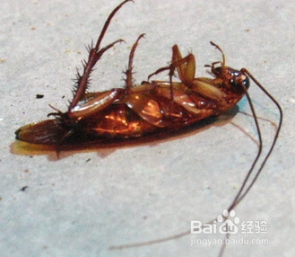 家中的蟑螂要怎样消灭?