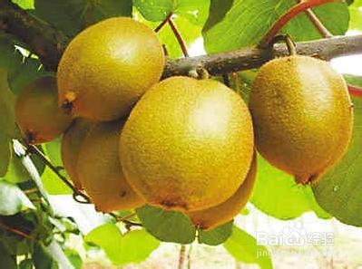 #水果#如何挑选猕猴桃