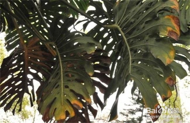 龟背竹冻伤了怎么救