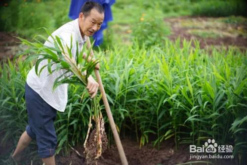 生姜种植用什么肥料好 百度经验