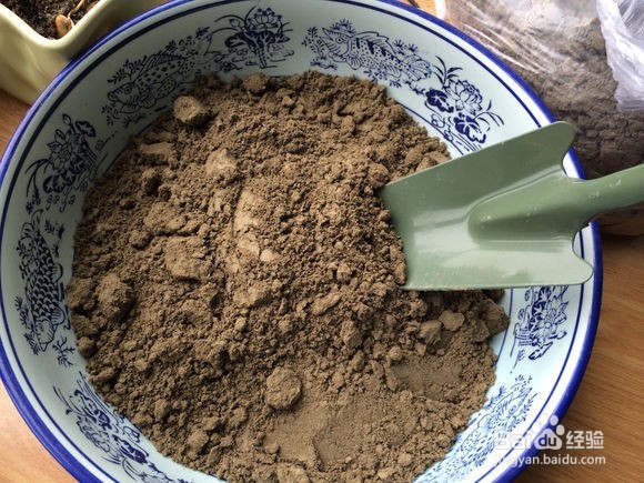 怎么在家里养荷花