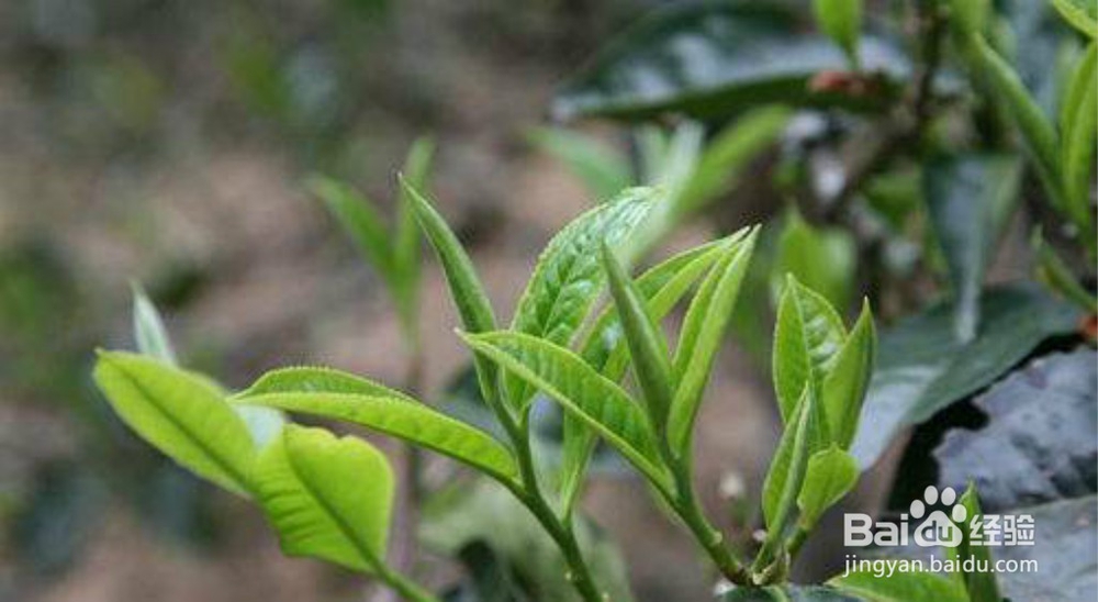 保存茶叶注意什么