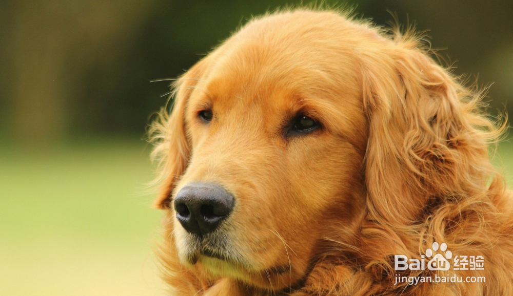 金毛容易得皮肤病怎么办