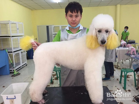 去哪学宠物美容