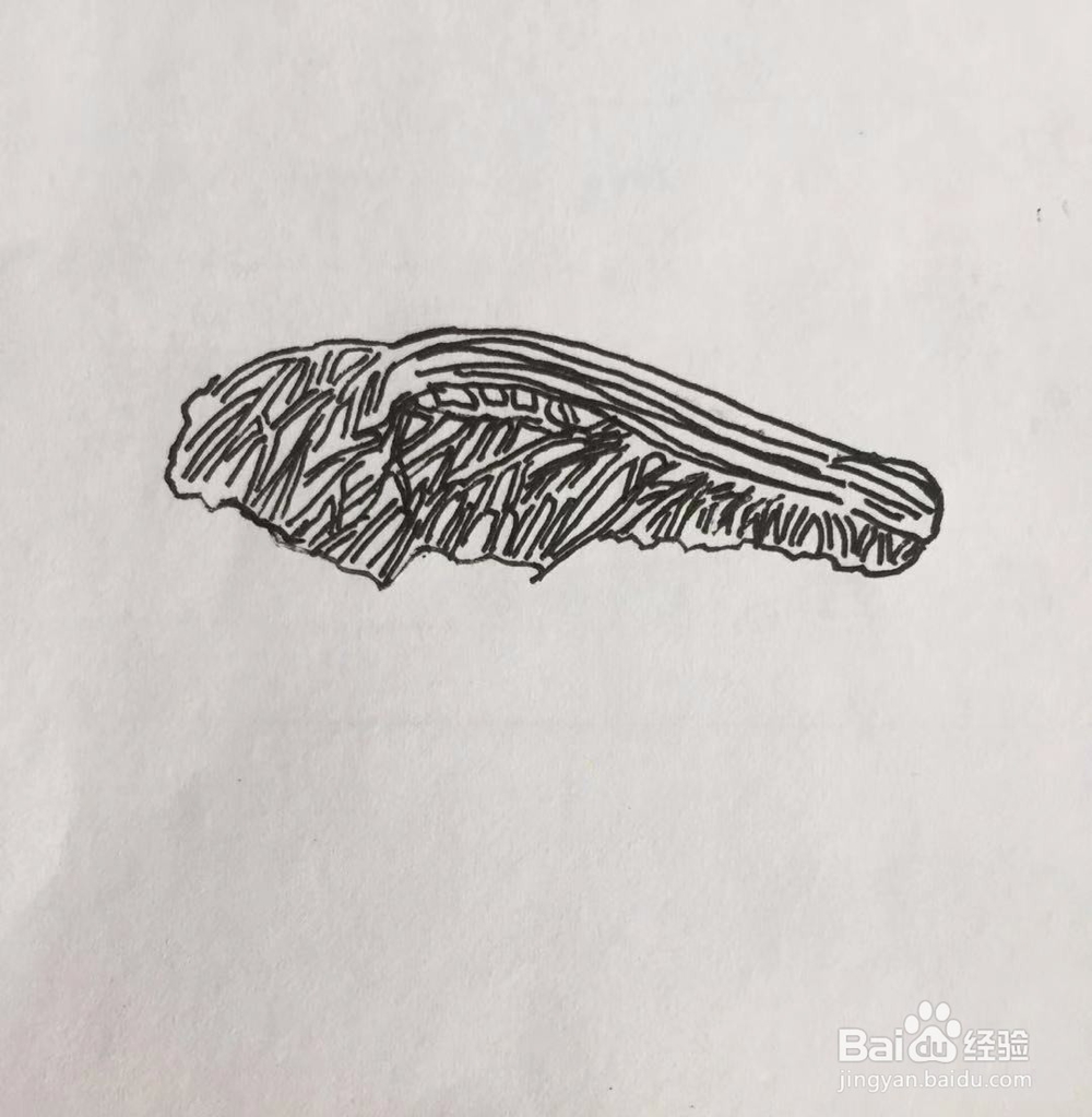 茉莉手绘之白菜与豆腐