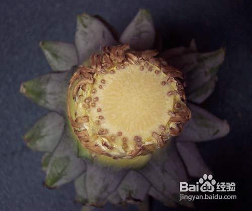 怎么在家种植一棵菠萝？最详细教程！