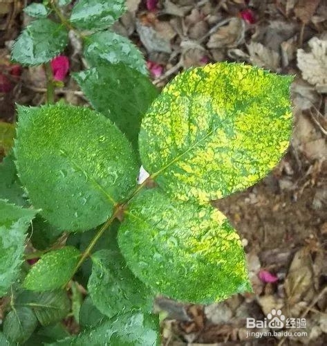 月季黄叶有哪些原因?